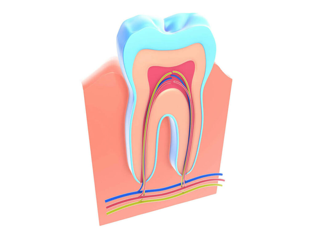 Tooth root system mockup